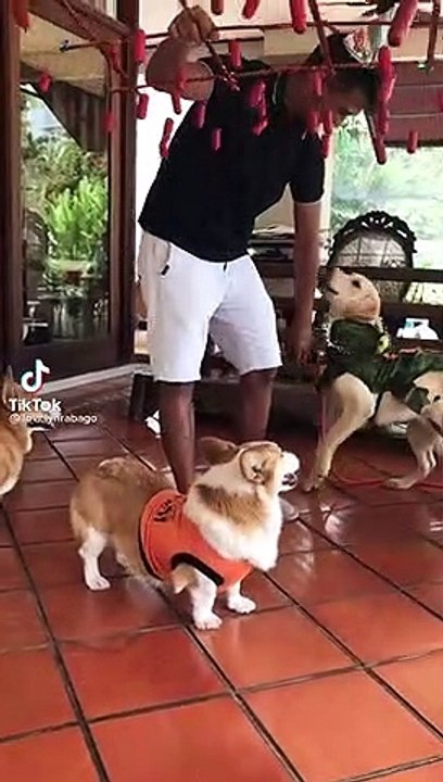 bday party...(happy bday doggo)