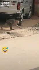 Super Funny Animal Video that Will Make You Laugh Out Loud _ Keep Laughing