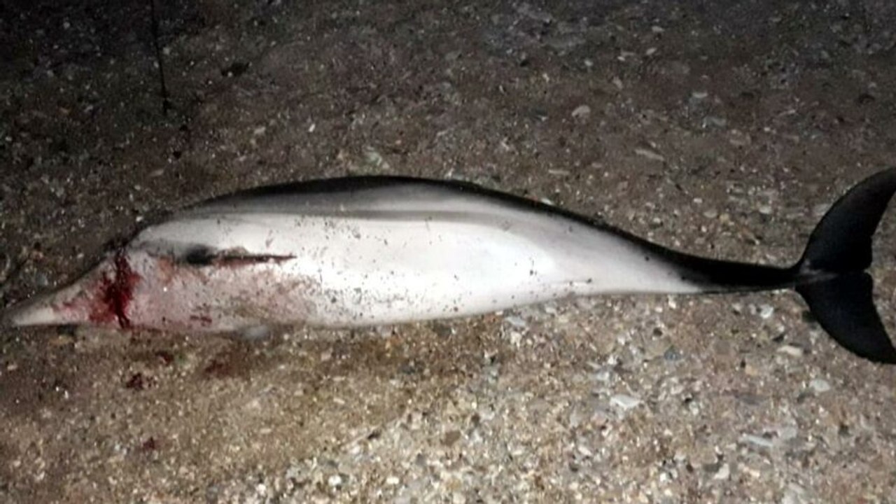 Silahla başından vurulmuş halde karaya vurdu