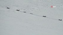 Karlı dağları aşarak göç yoluna koyulan dağ keçileri böyle görüntülendi