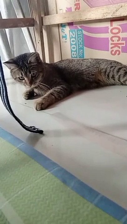 Playtime 