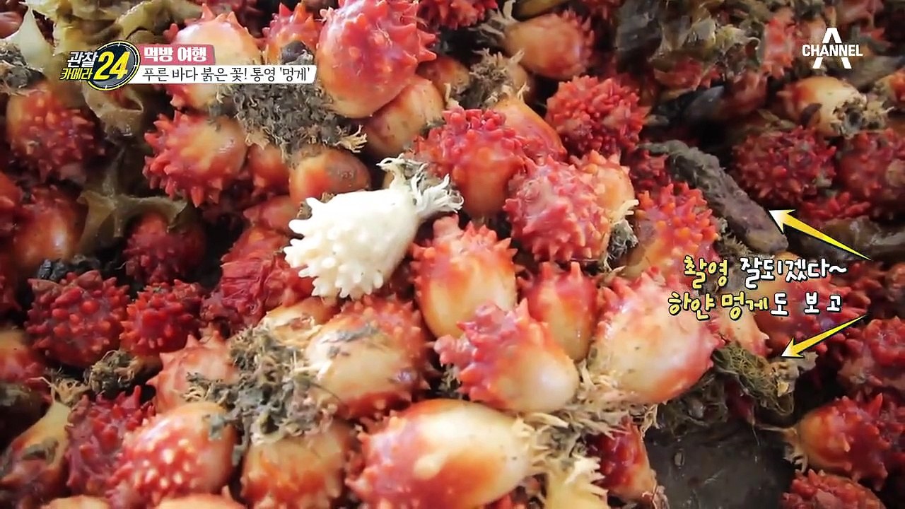 멍게가 꿀피부를 만들어준다! '흰 멍게'의 위대한(?) 전설★