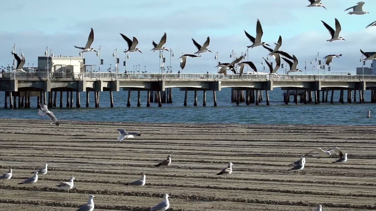 Birds