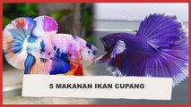 5  Makanan Cerahkan Warna Tubuh dan Sirip Cupang