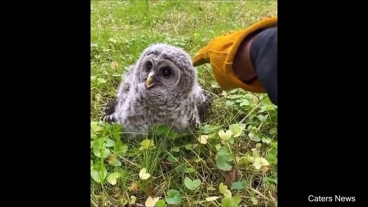 Compilation 2021 #1_2021 03 30_781