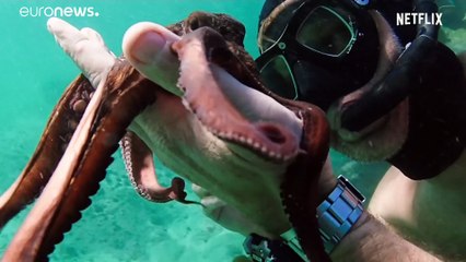 «Το χταπόδι ο δάσκαλος μου» - Ένα ντοκιμαντέρ υποψήφιο για Όσκαρ