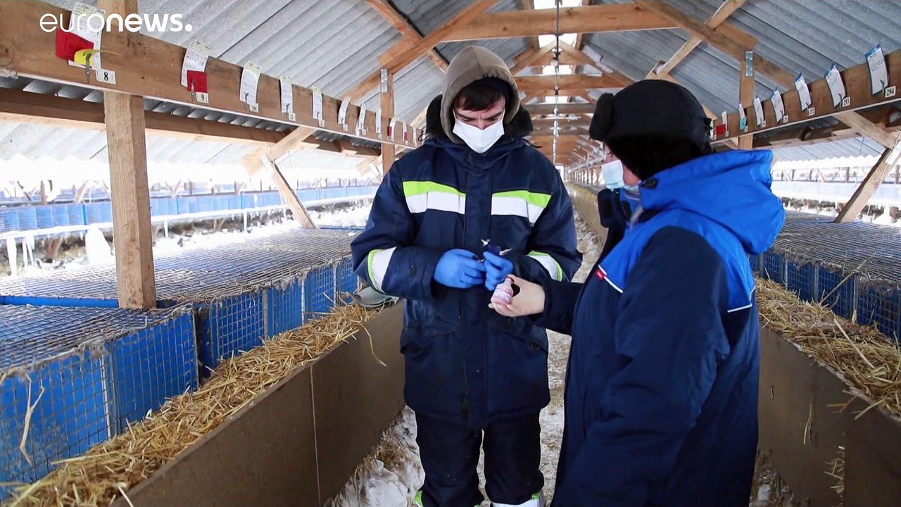 Carnivak-Cov: Der erste Impfstoff gegen Covid-19 für Tiere