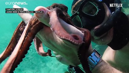 Oscar-díj 2021: Tanítóm, a polip. Ember és állat különleges barátsága