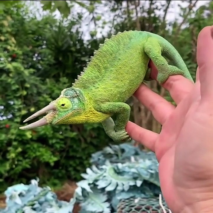 Baby Animals  Funny Cats and Dogs Videos Compilation (2019) Perros y Gatos Recopilación