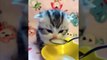 #Gatitos - La Mejor Recopilación de Lindos Gatitos Bebés  #8 _ Animales Cute