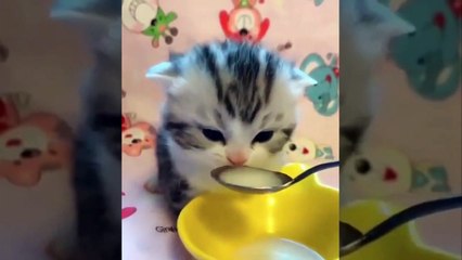 #Gatitos - La Mejor Recopilación de Lindos Gatitos Bebés  #8 _ Animales Cute