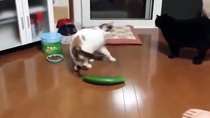 Gatitos vs pepinos