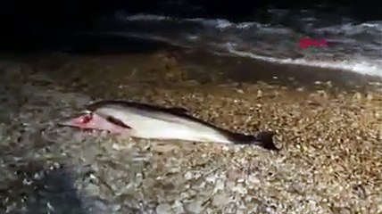 Başından yaralı ölü yunus sahile vurdu