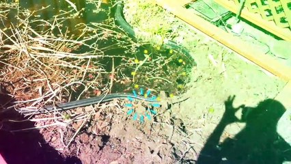 SEASONAL CLEAN-UP OF OUR BACKYARD ( PART 1)