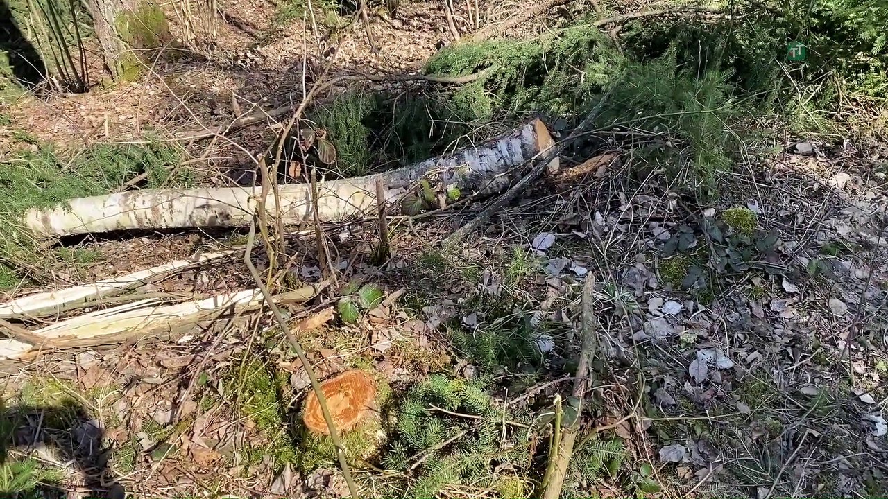 Bäume angeschnitten und Wildkameras gestohlen: 52-Jähriger in Tulfes angezeigt