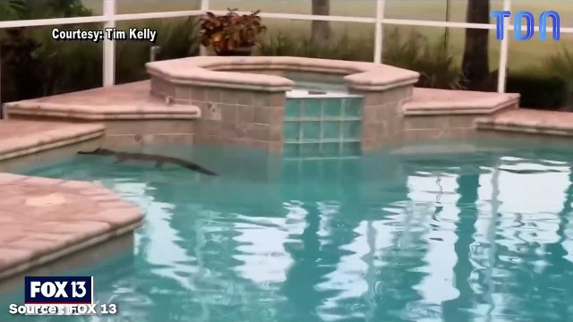 Texas : un alligator squatte la piscine d'un jeune couple