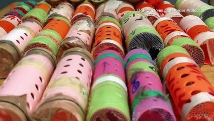 Officers at New York Airport Discover Almost 30 Birds Concealed in Hair Rollers Imported From Guyana