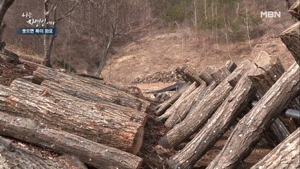 자연인 "오늘 심은 버섯 3년 뒤에 가져가~", 대답 없는 윤택
