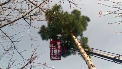 Mahsur kaldığı ağaçtan atlayan kediyi çarşaf gererek kurtardılar