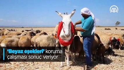 'Beyaz eşekleri' koruma çalışması sonuç veriyor