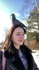 Pigeon Perches on Person While Walking