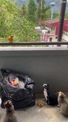 Cats Bothered by Bird on Balcony