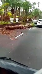 Se desploma una palmera en plena calle del Puerto de la Cruz