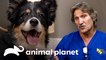 Extirpan tumor de 5 centímetros a cachorra en su tiroides | Dr. Jeff, Veterinario | Animal Planet
