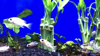 Lucky Bamboo Aquarium Experiment: Part 2