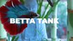 Aquarium Info | Making A Lucky Bamboo Betta Tank