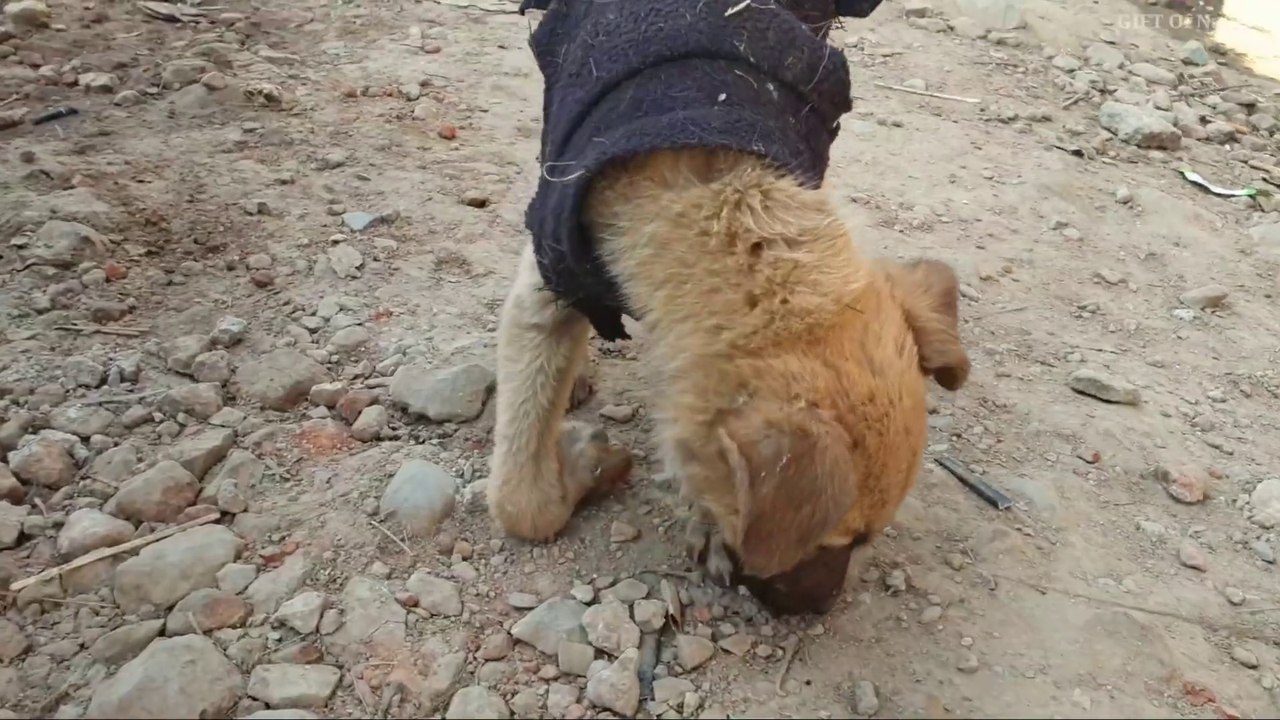 little puppy with Fractured leg gets treatment_Full-HD