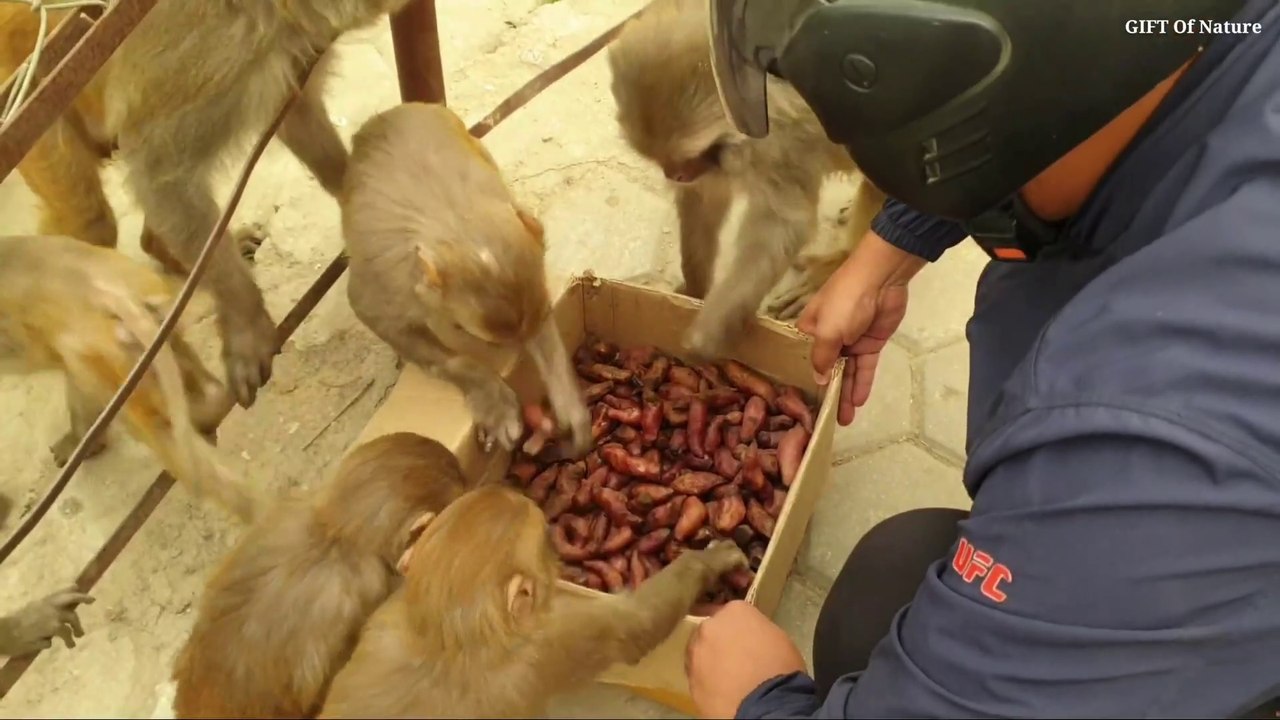 feeding sweet potato to the wild monkey __ feeding animal_Full-HD