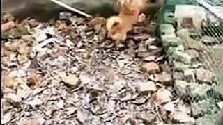 Chicken VS Dog Fight  -  Funny Dog