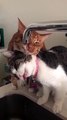 Cats drinking water, Cats drinking from Sink, Cuteness overloaded