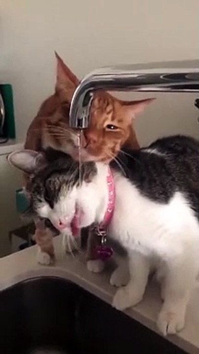 Cats drinking water, Cats drinking from Sink, Cuteness overloaded