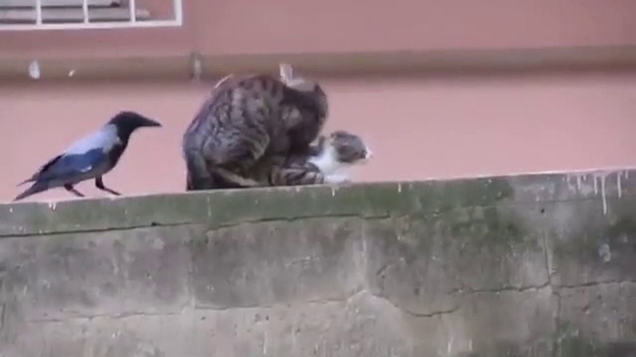 I do not advise you to buy this bird