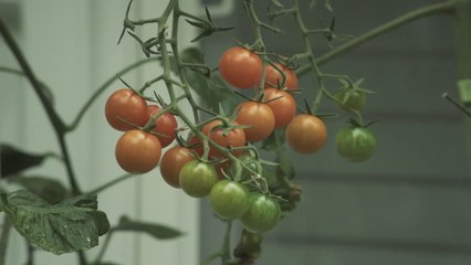 Kimbal Musk Is Trying To Put A Garden In Every Home