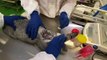 روسيا تسجل أول لقاح مضاد لفيروس كورونا مخصص للحيوانات