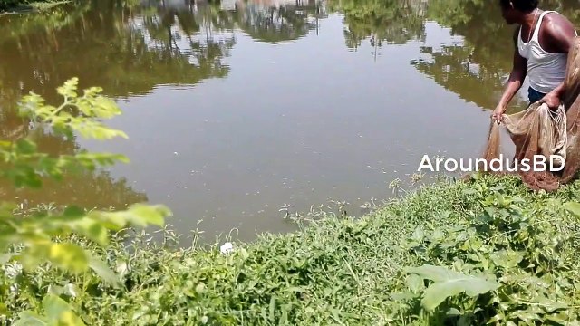 fishing with beautiful nature in village Traditional cast net fishing Amazing net fishing