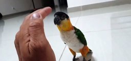 Cute Bird Wants A Cuddle