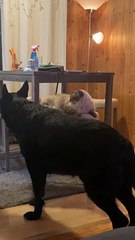 Cat Slips While Trying to Swat at Dog