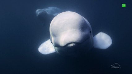 Exclusivo: Habla en Click Verde Brian Skerry, protagonista de “Los Secretos de las Ballenas”