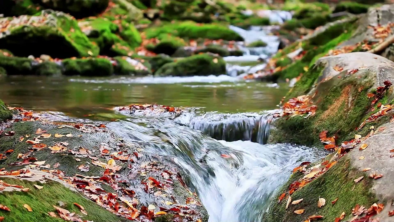 Creek in the Forest. Relaxing and calming sound of nature.
