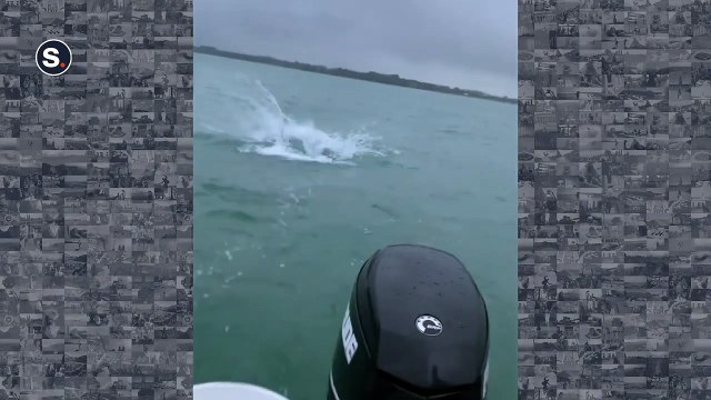 Regardez qui vient mordre à l'hameçon : enorme requin blanc