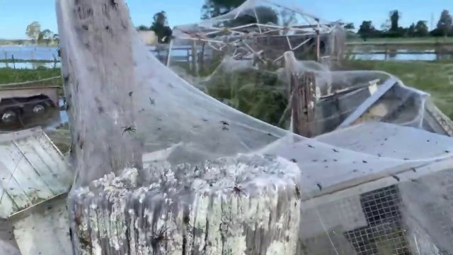 Des millions d'araignées ont recouvert ce jardin australien de leur toile