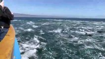 Un banc de dauphin immense filmé à Dana Point, Californie