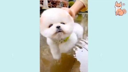 Cute Puppies  Cute Funny and Smart Dogs Compilation #1_ Cute Buddy