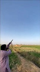 Quand le canard se venge du chasseur
