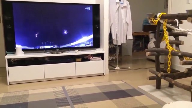 TOP 10 dog barking videos compilation 2021♥ Dog barking sound - Funny dogs