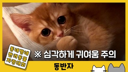 [동반자] 아기 고양이 치치 귀여운 거 모르는 사람 없게 해주세요 / YTN